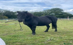 Shetland pony horses for sale: Shetland x mare  - Image 3