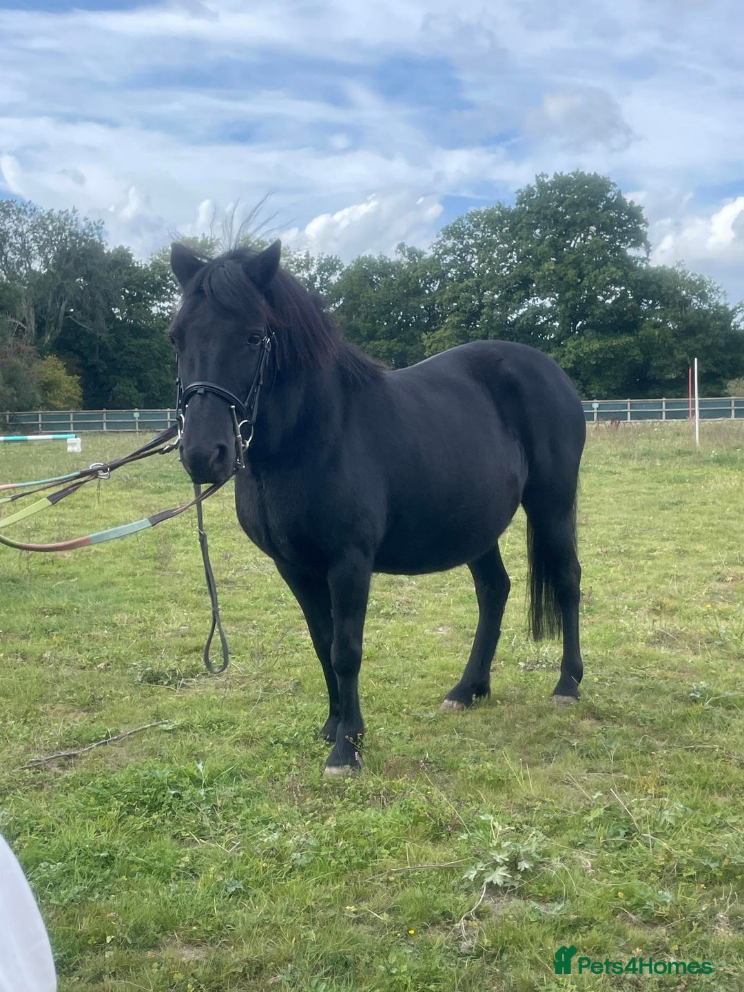 Shetland pony horses for sale: Shetland x mare  - Image 3