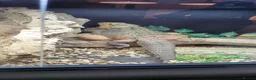 Bearded Dragon reptiles for sale: Bearded Dragon and Complete Vivarium Setup in Yarm - Advert 7