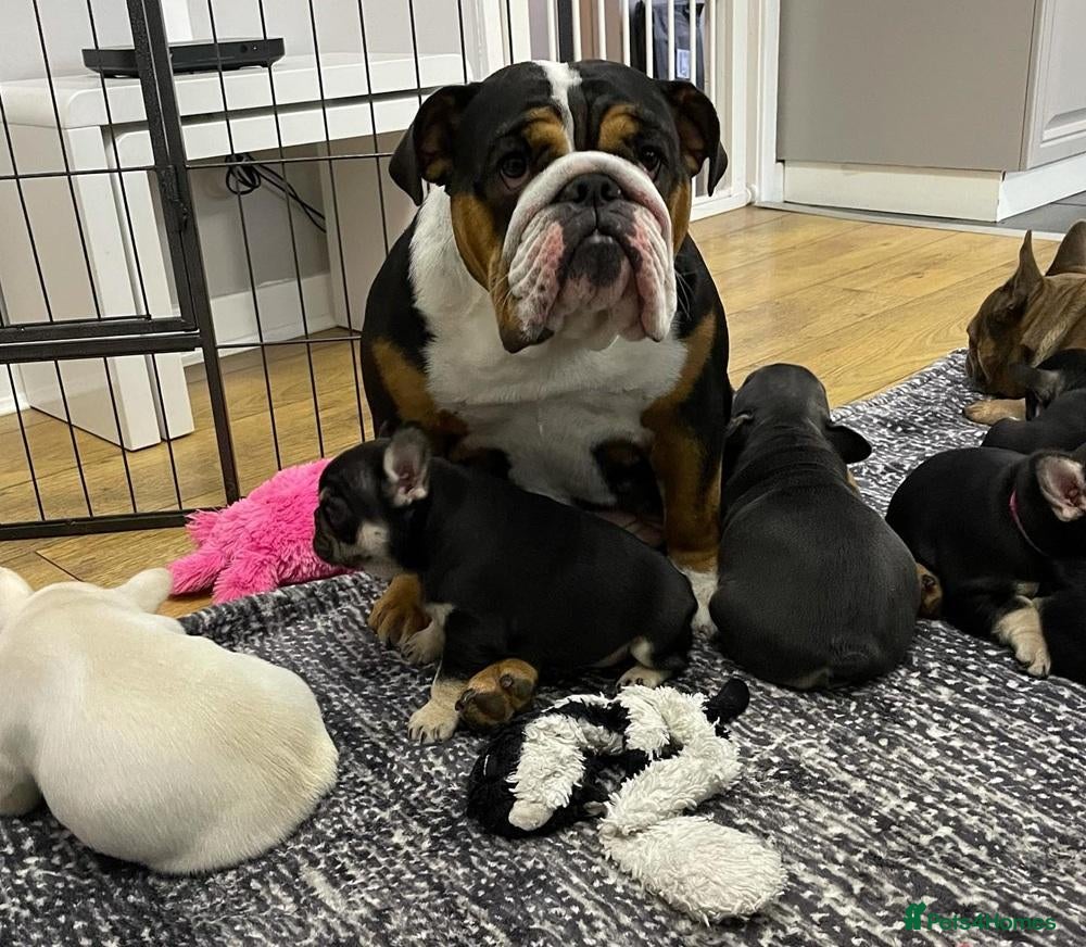 French Bulldog dogs Beautiful tiny wrinkles French Bulldogs for sale - Advert 7