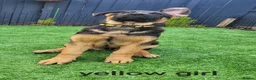 German Shepherd dogs for sale: German sheperd - Advert 7