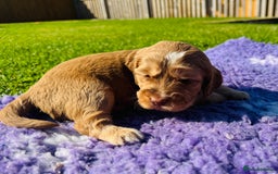 Mixed Breed dogs for sale: Schnoodle Babies 🐾🐾🐾 - Image 8