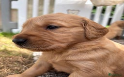 Golden Retriever dogs for sale: KC Registered Golden Retriever Puppies  - Image 8