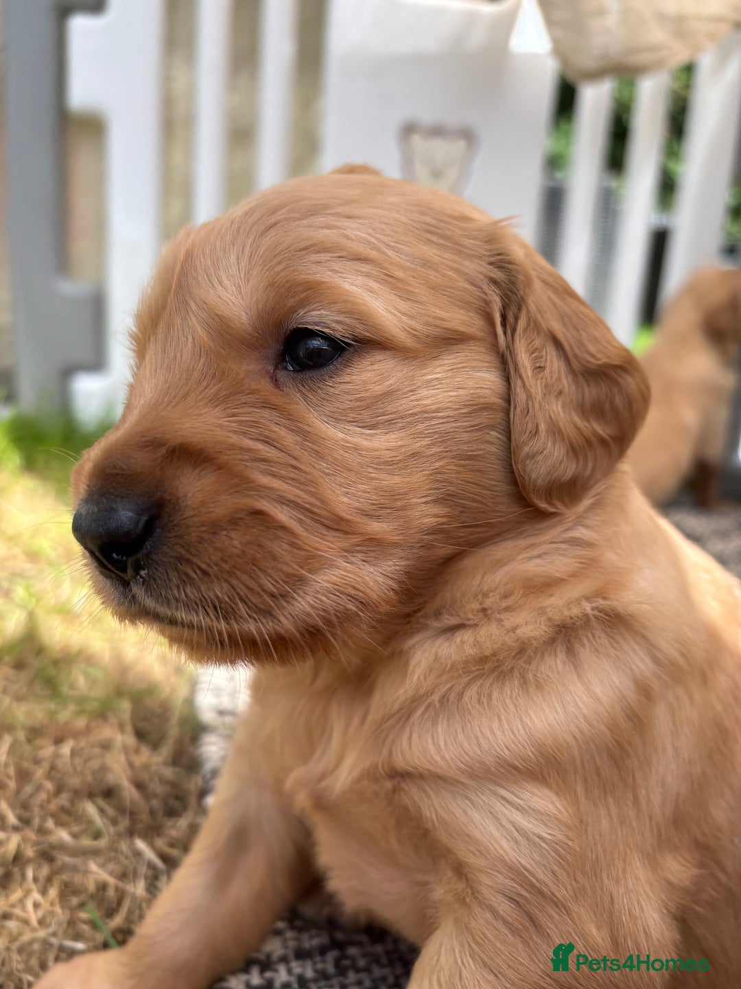 Golden Retriever dogs for sale: KC Registered Golden Retriever Puppies  - Image 8