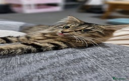 Mixed Breed cats for sale: Urgent! Beautiful Turkish Angora/tabby - Image 3