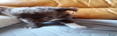 Chihuahua 1