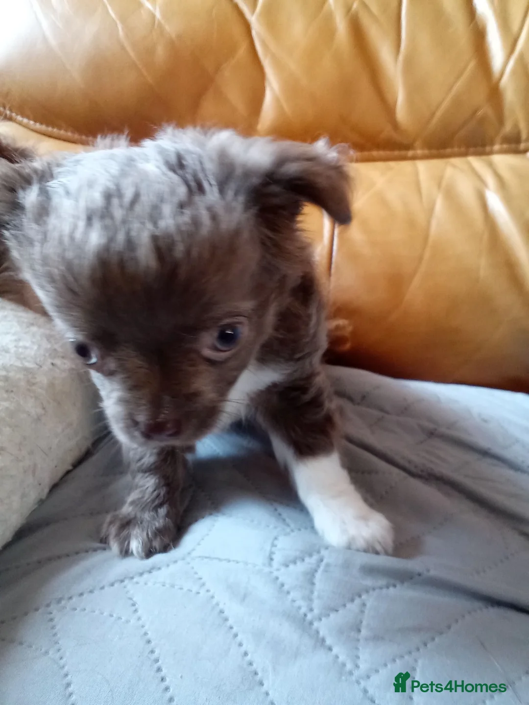 Chihuahua dogs for sale: Beautiful little long haired chihuahua  girl puppy in Middlesbrough - Advert 2