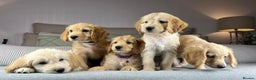 Goldendoodle dogs for sale: ABSOLUTELY GORGEOUS DOODLES  - Advert 2