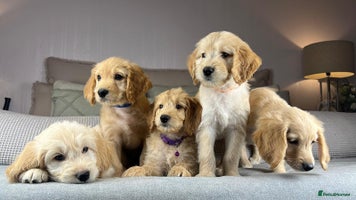 Goldendoodle dogs - Advert 10