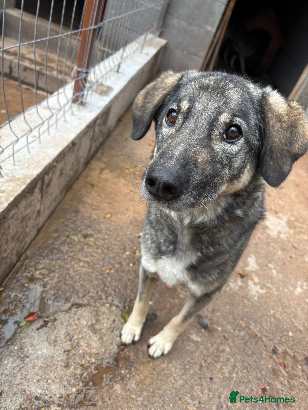 Mixed Breed dogs for adoption: Lucky 💙 - Advert 2