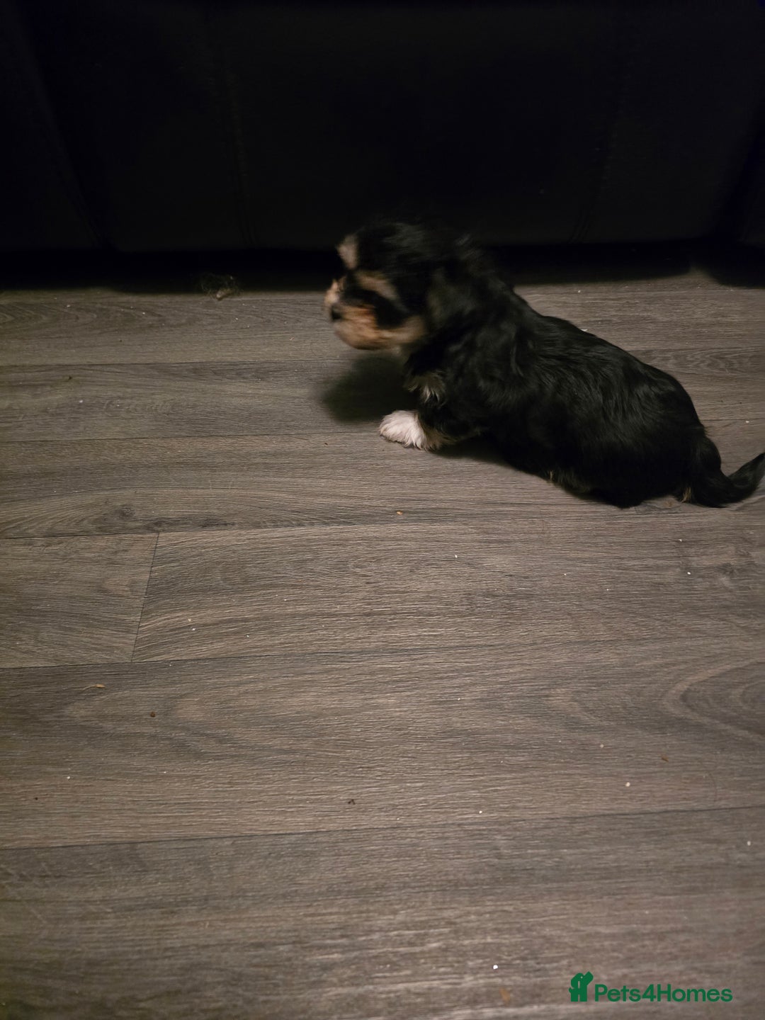 Morkie dogs for sale: Morkie puppies for sale - Advert 17