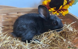 Mixed Breed rabbits for sale: Mixed breed bunnies for sale £30 each - Image 12