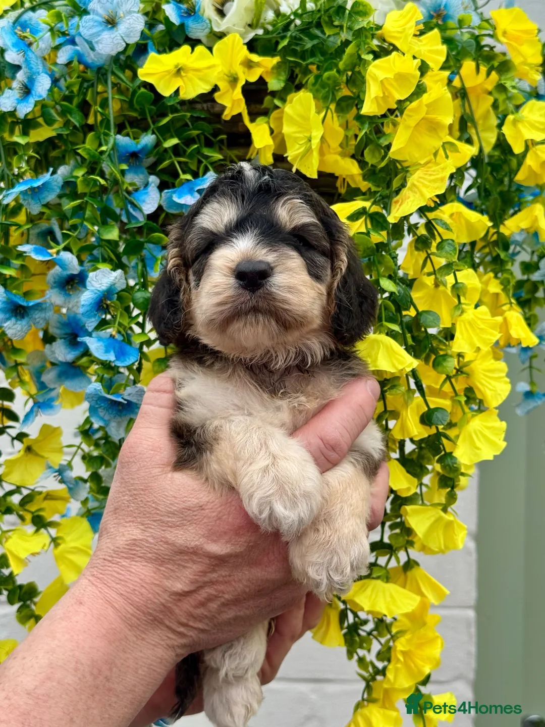 Cockapoo dogs for sale: 8 gorgeous f1 dna tested clear cockerpoos - Advert 9
