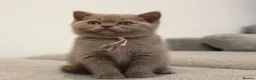 British Shorthair cats for sale: Beautiful Pure Breed ✨ British Shorthair Kittens ⭐ - Advert 23