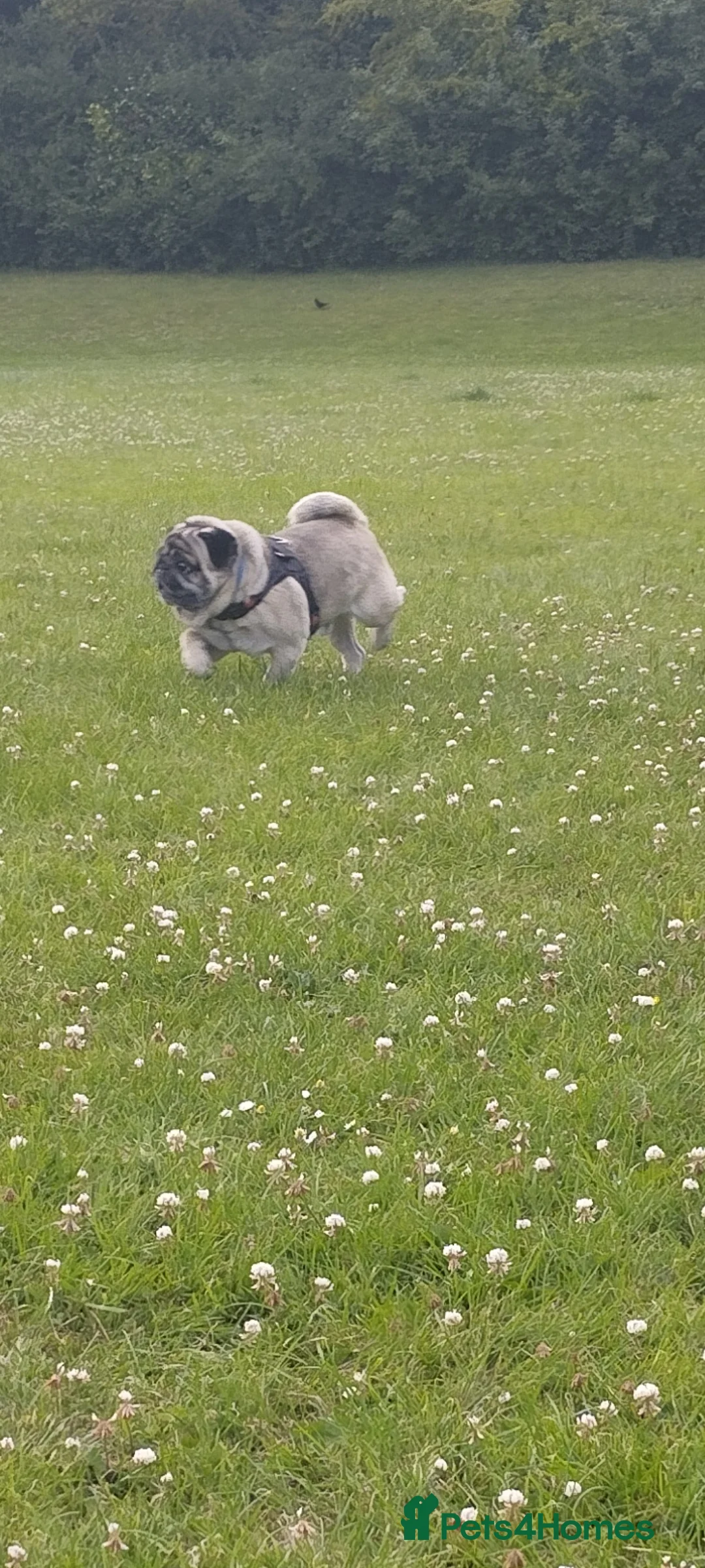 Pug dogs for sale: Beautiful fawn pug - Advert 4