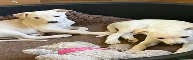 Whippet 1