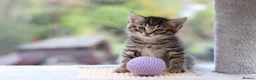 Domestic Shorthair cats for sale: Beautiful Kittens - Advert 13