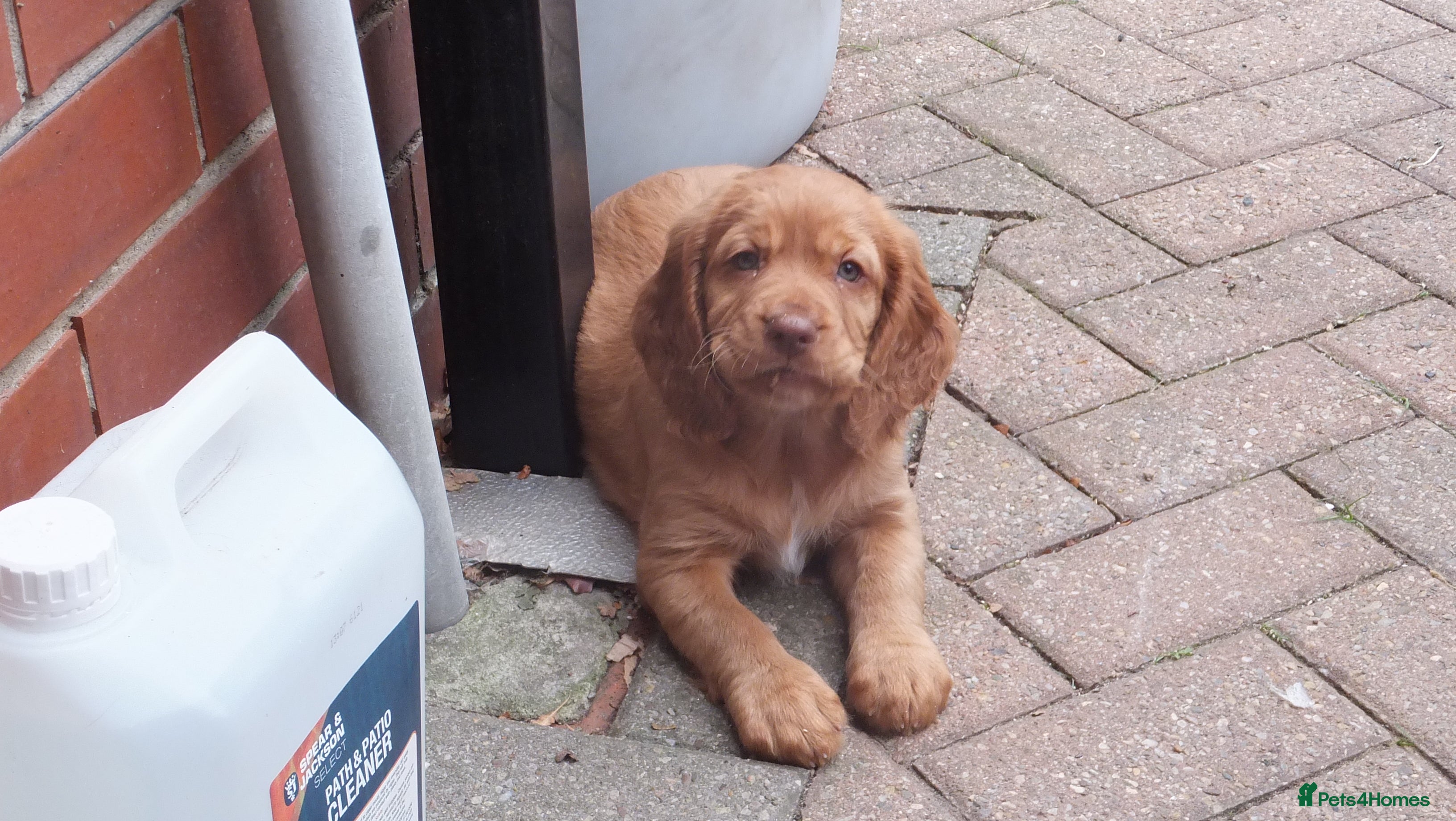 Cocker Spaniel dogs Working Cocker Spaniels - Advert 2