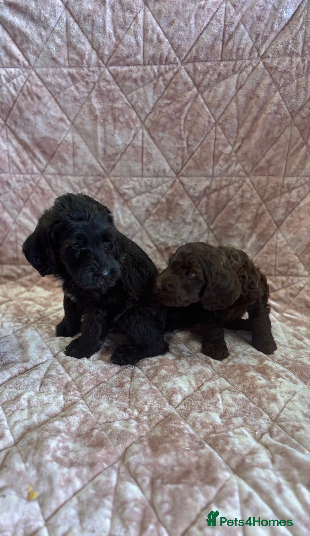Mixed Breed dogs for sale: Gorgeous labradoodle boy - Image 4