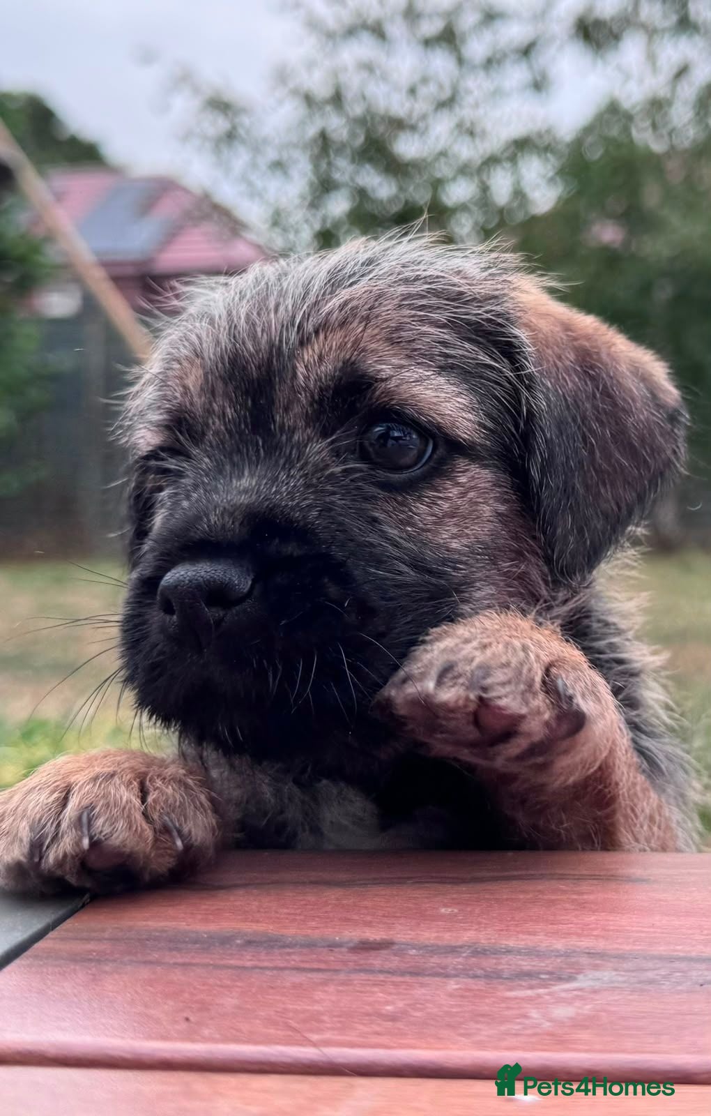 Border Terrier dogs Two Beautiful Border Terrier Puppies - Advert 2