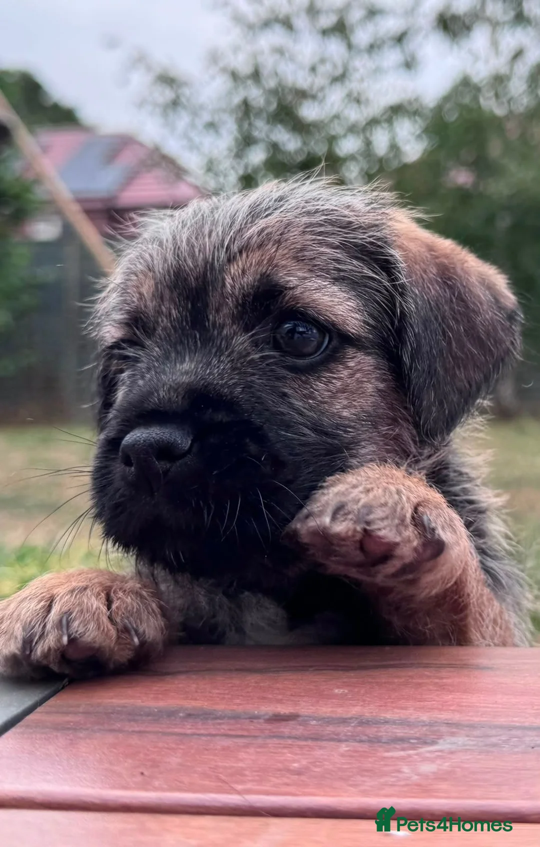 Border Terrier dogs for sale: Two Beautiful Border Terrier Puppies - Advert 2