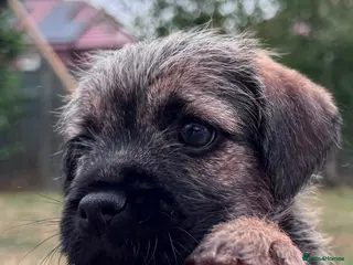 Border Terrier dogs Two Beautiful Border Terrier Puppies - Advert 2