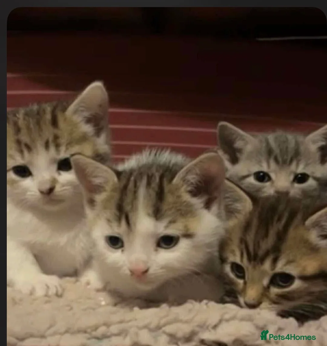 Mixed Breed cats for sale: Adorable home reared kittens  - Advert 1