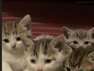 Mixed Breed cats Adorable home reared kittens - Advert 2