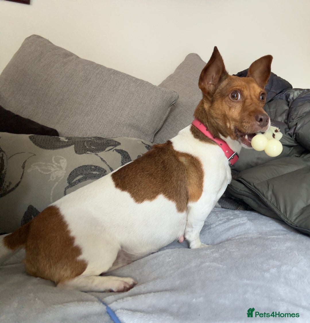 Jack Russell dogs for sale: Jack Russell Puppies - Advert 6