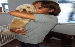 Bichon Frise dogs for adoption: Meet WALLACE - a Beautiful boy for a Loving Home - Image 3