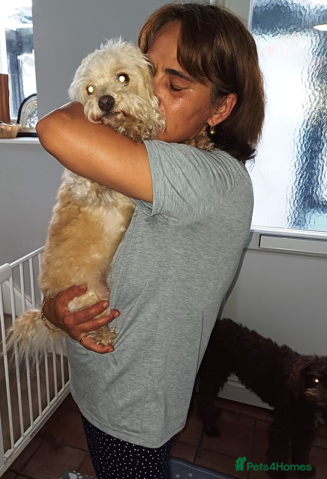 Bichon Frise dogs for adoption: Meet WALLACE - a Beautiful boy for a Loving Home - Image 3