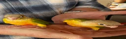 Conures birds for sale: Hand-reared Pineapple Conure chicks  - Advert 3