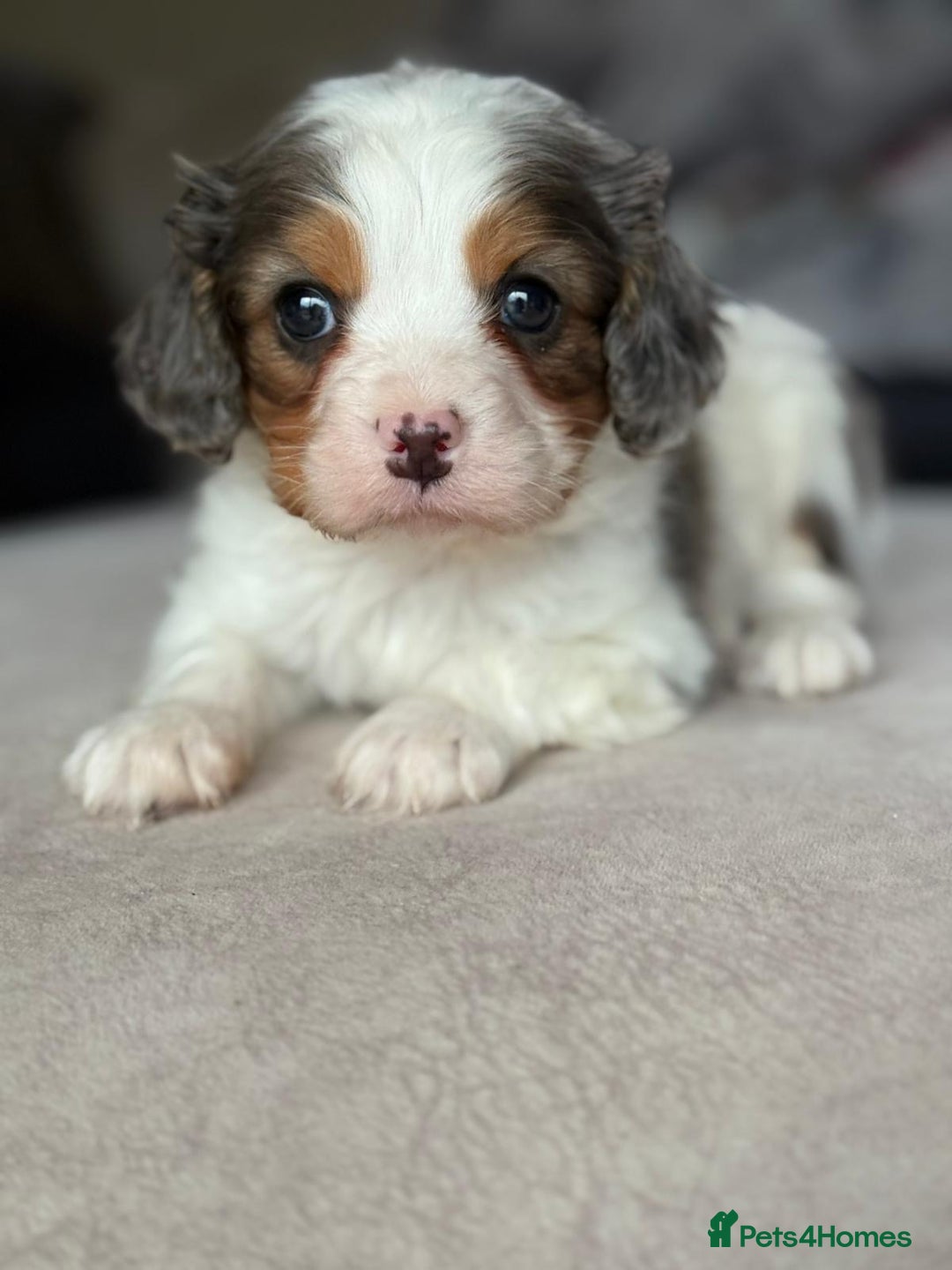 Cavapoo dogs for sale: Stunning quality Cavapoos ready December  - Advert 3