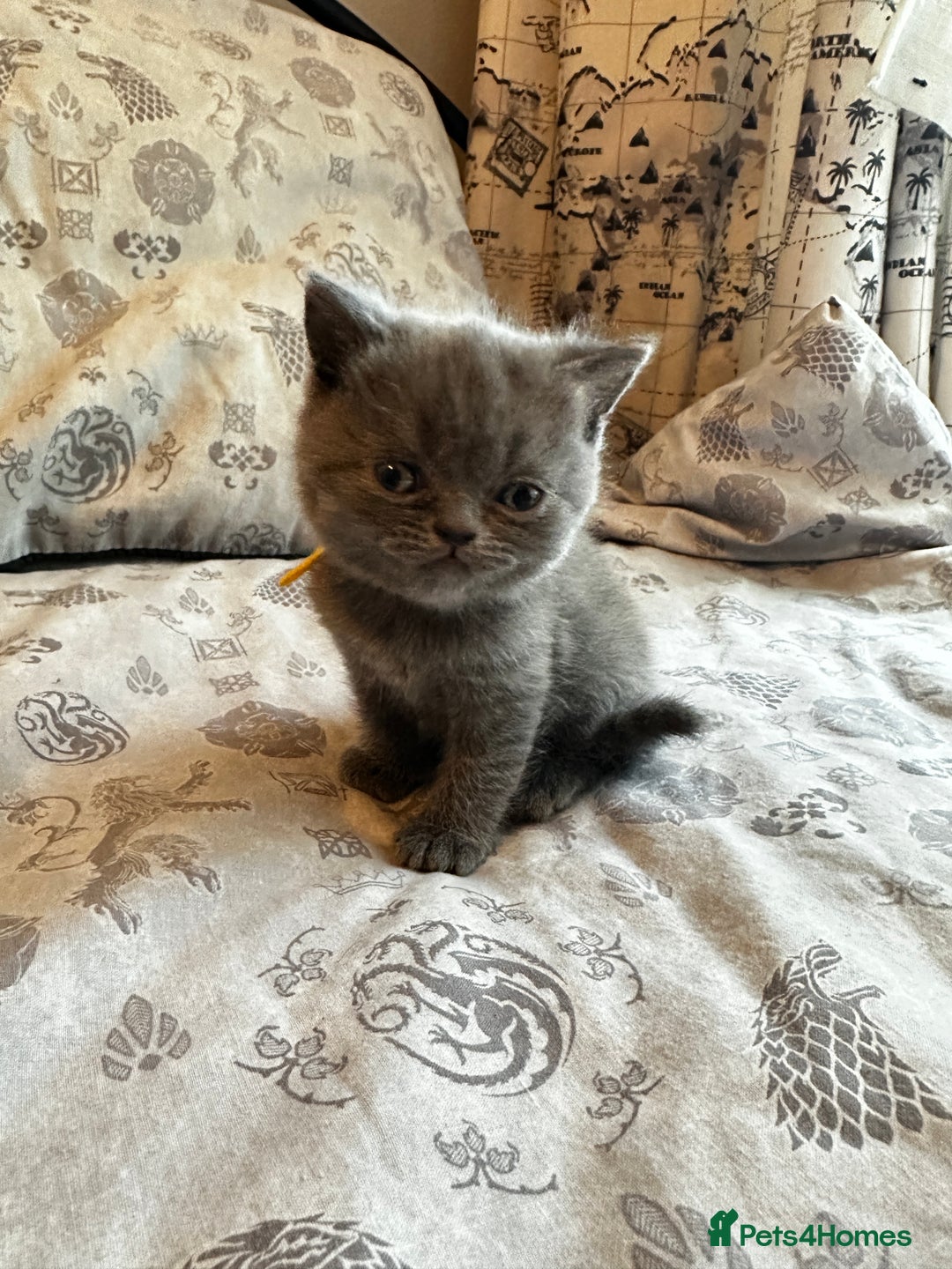 British Shorthair cats for sale: British blue short hair x Scottish fold ears - Image 5
