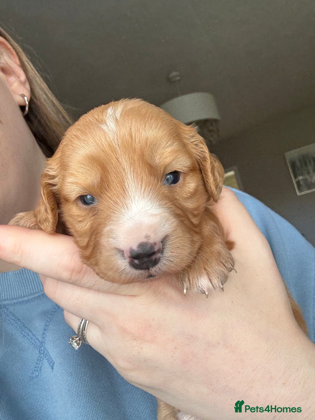 Cockapoo dogs for sale: Cockapoo Puppies - Image 2