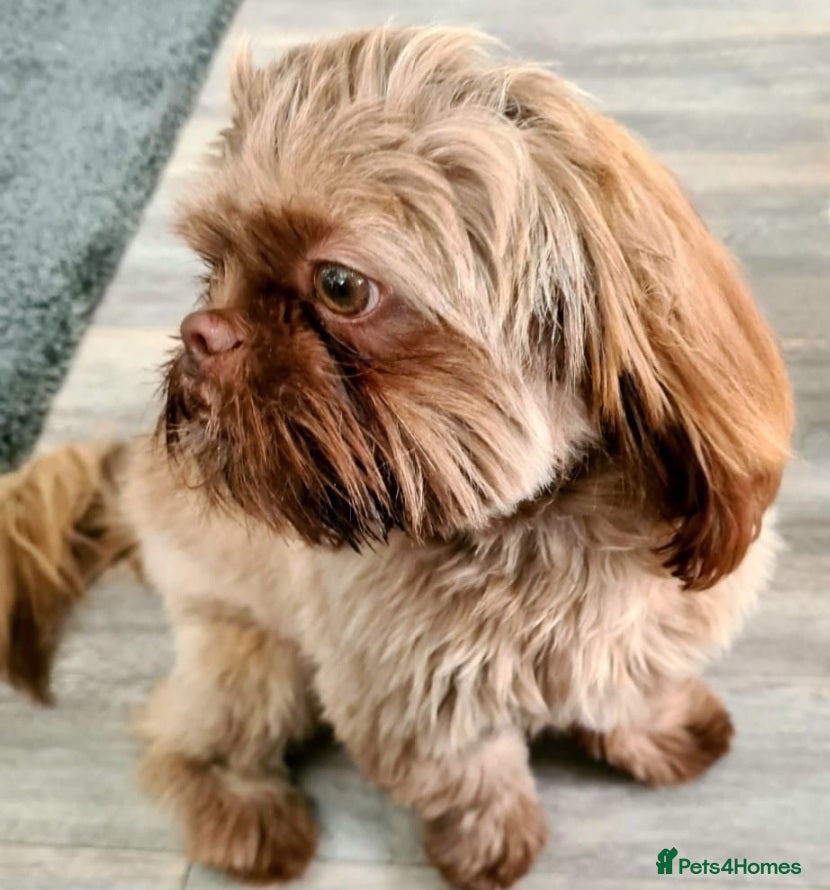 Shih Tzu dogs Kc registerd stud karashishi and sweet tooth lines in Southampton - Advert 3