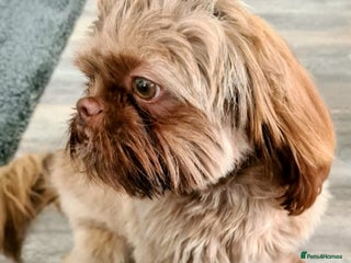 Shih Tzu dogs in Southampton - Advert 5