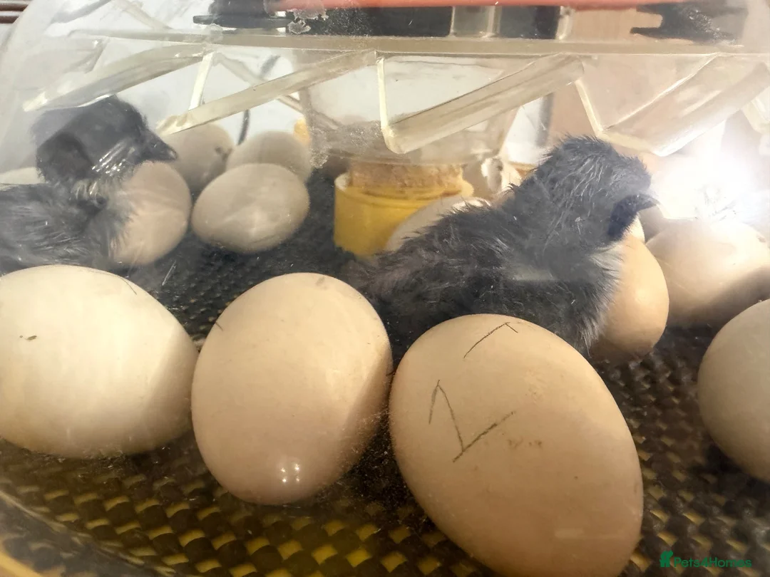 Chickens poultry for sale: Bantam chicks day olds - Advert 2