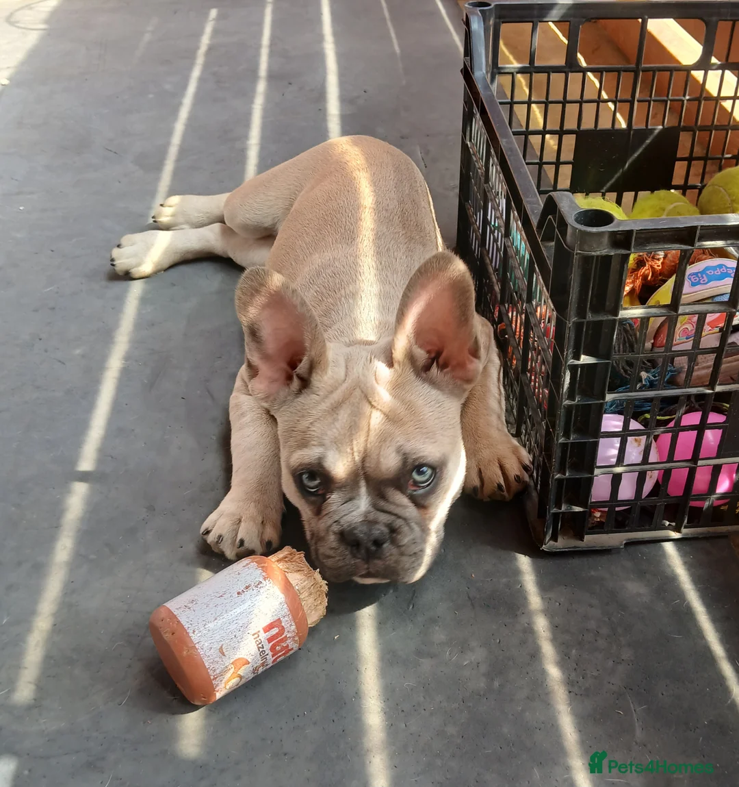 French Bulldog dogs for sale: 3 Beautiful French Bulldog looking for a new home - Advert 2