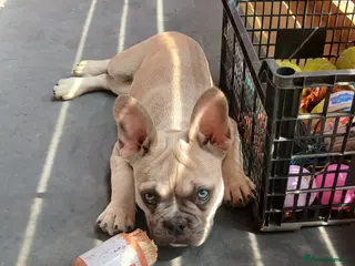 French Bulldog dogs Reduced £1300 1 Beautiful French Bulldog - Advert 8