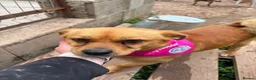 Mixed Breed dogs for adoption: Ernie - Advert 5