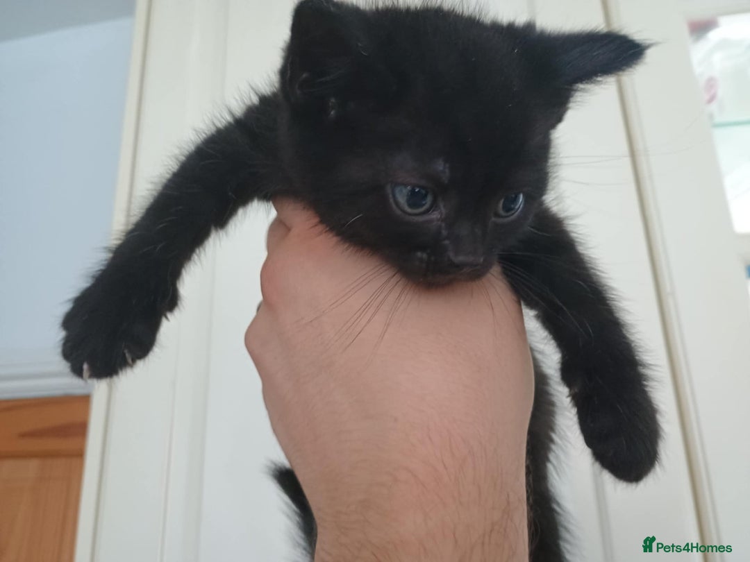 Mixed Breed cats for sale: Beautiful Black Boy Kittens  - Image 2