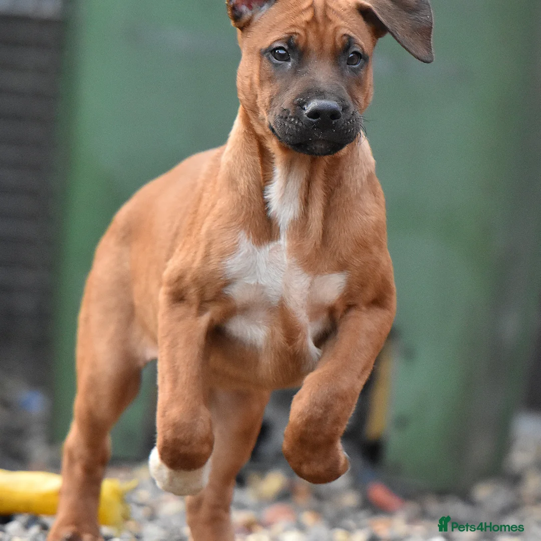 Mixed Breed dogs for sale: Reduced bullherders proven lines  - Advert 12