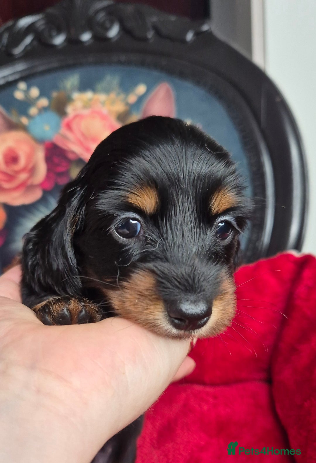 Miniature Dachshund dogs for sale: ⚜️KC PRA clear Miniature Dachshund Puppies  - Image 10