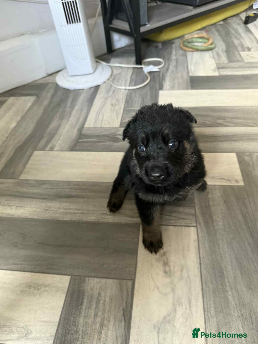 German Shepherd dogs for sale: German shepherd puppies  - Image 6
