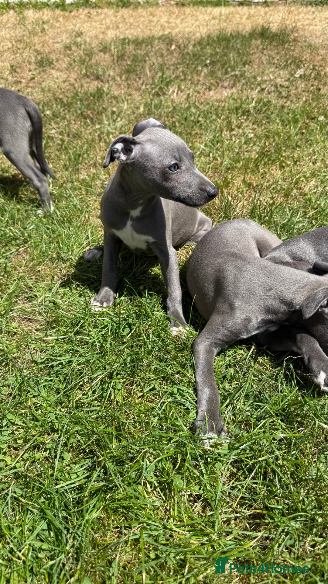 Whippet dogs for sale: Kc reg Beautiful blue whippets ready to leave  - Image 21
