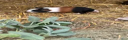 Guinea Pig rodents for sale: Guinea Pigs  - Advert 9