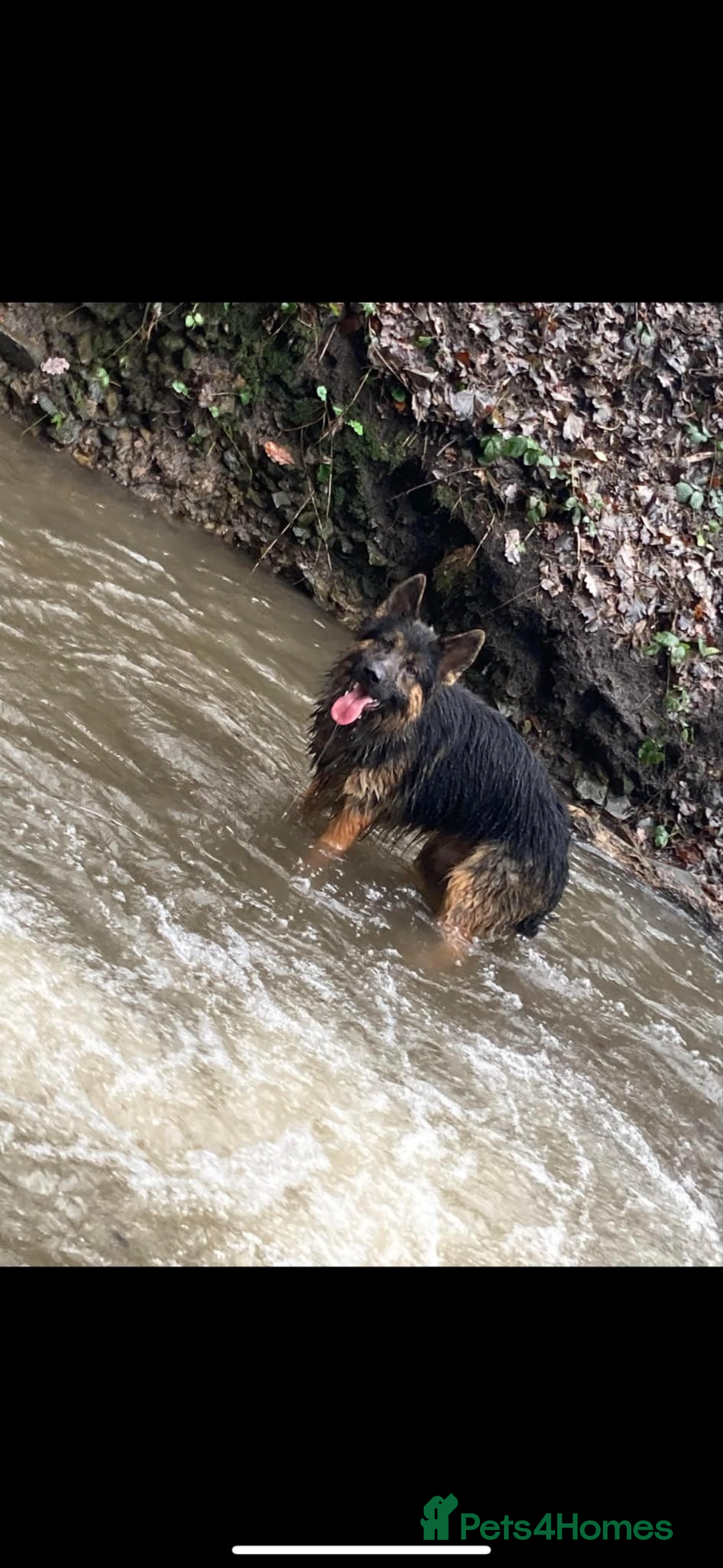 Mixed Breed dogs for sale: 4 stunning German shepherd pups for sale ready now - Advert 17