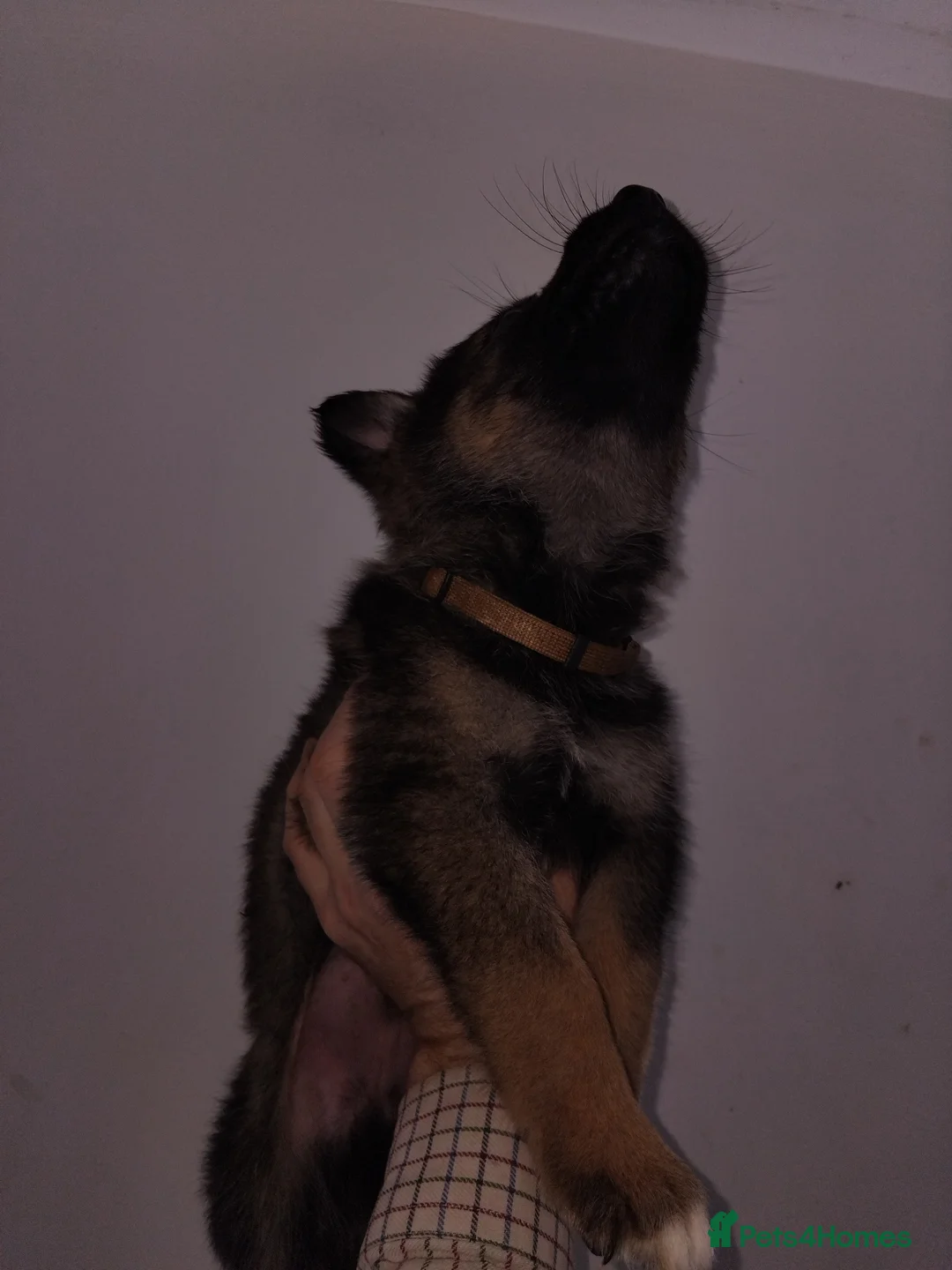German Shepherd dogs for sale: German shepherd Czech line pups kc registered  - Advert 17