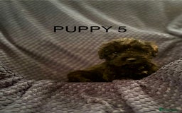 Mixed Breed dogs for sale: 5 X Rare BLUE CockerBlue’s  - Image 5